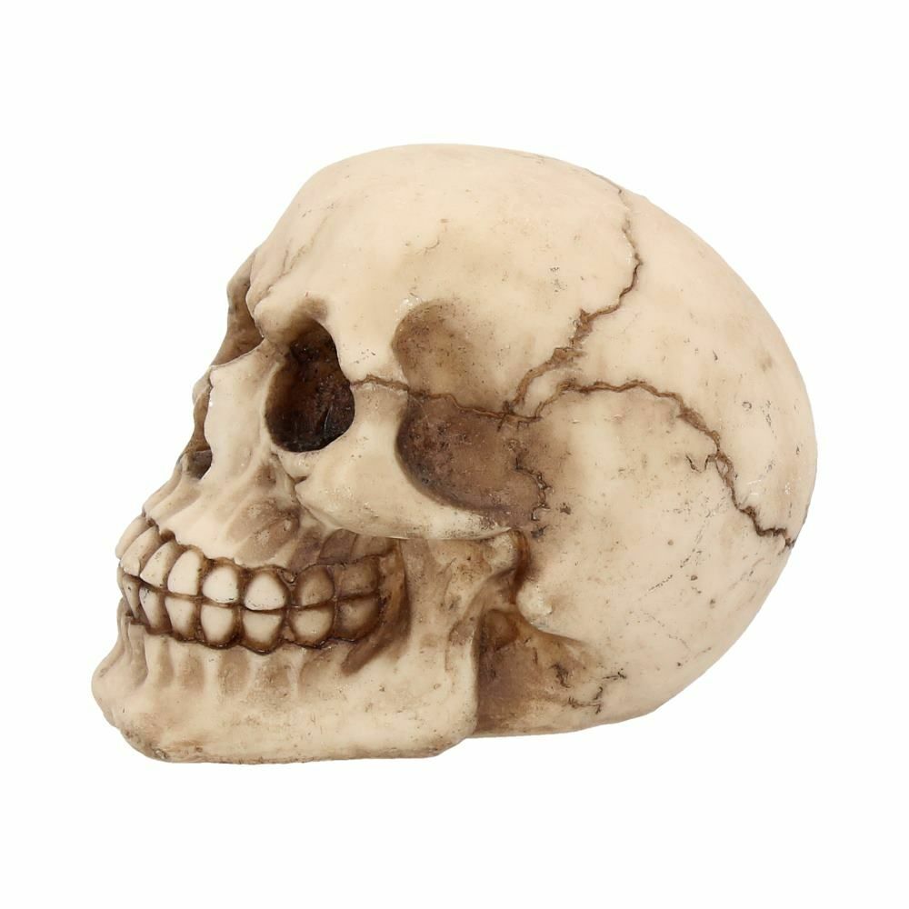 Skull Gothic Skeleton Head Ornament Figurine Home Gift Nemesis Now