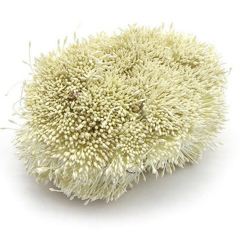 Artificial Flower Stamen Double Head Eco Friendly Floral Craft Wedding 1mm 250pc - 1. Cream