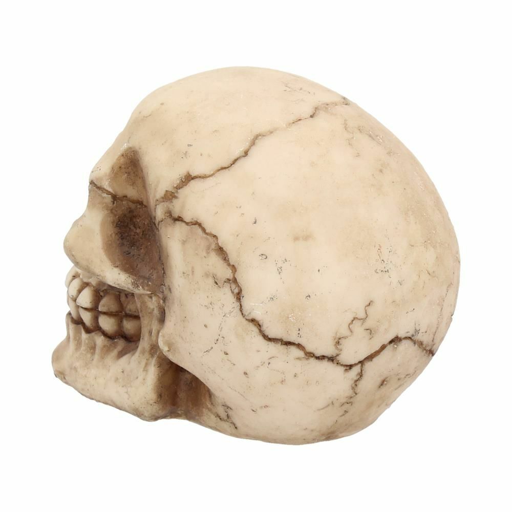 Skull Gothic Skeleton Head Ornament Figurine Home Gift Nemesis Now