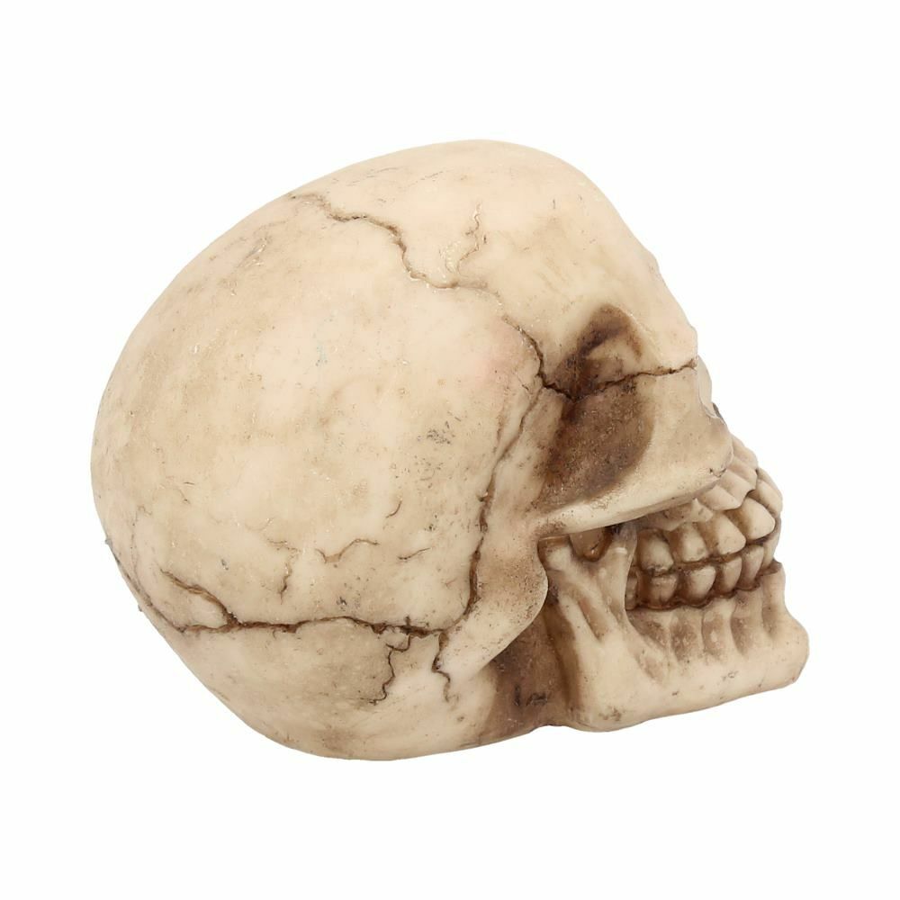 Skull Gothic Skeleton Head Ornament Figurine Home Gift Nemesis Now